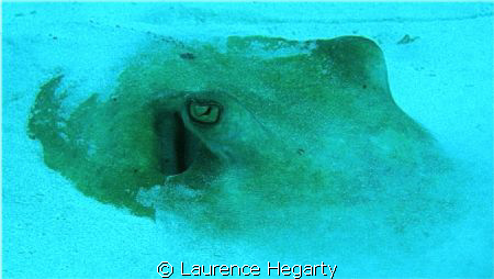 southern ray, treasure beach, utila. by Laurence Hegarty 
