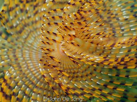 Sabella spallanzanii. Most pictures are taken from the fr... by John De Jong 