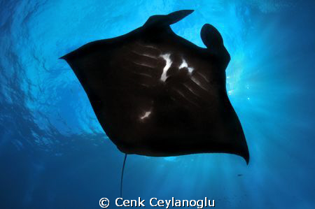 Black Manta 
Manta point / Nusa Penida Island/Bali. by Cenk Ceylanoglu 