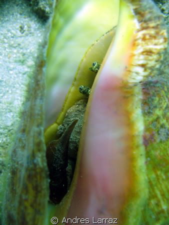CONCHING by Andres Larraz 
