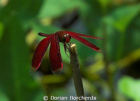 I found this Dragon Fly on the river bank after a sinkhol... by Dorian Borcherds 