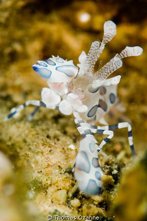 Taken at Police Pier in Lembeh Strait. The Guides were te... by Thomas Ozanne 