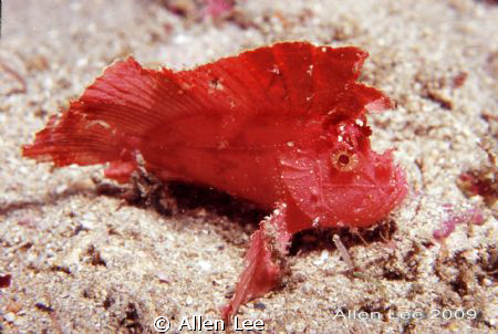 Leaf Scorpion fish.Nikon F100,60mm,f27,1/125,RVP 100. by Allen Lee 