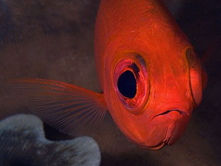 Squirrelfish, Tulamben by Doug Anderson 
