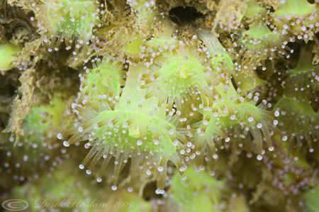 Jewel anemones. Porth Ysgaden. North Wales. D3, 105mm. by Derek Haslam 