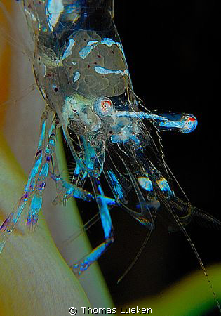 found in Mabul by Thomas Lueken 