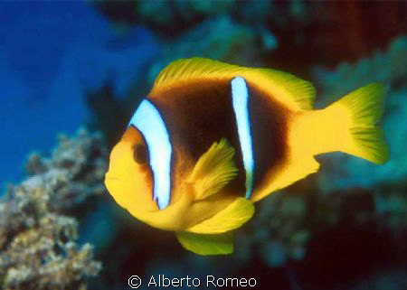 Two Striped Clownfish (Anphiprion bicinctus).
Nikon 801s... by Alberto Romeo 