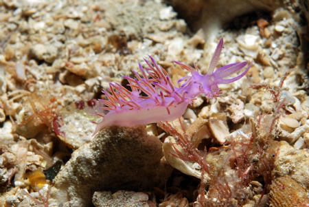 Macro.... Biograd na moru. by Andy Kutsch 