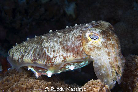 Manado nikon d2x 60mm 2 strobes by Puddu Massimo 