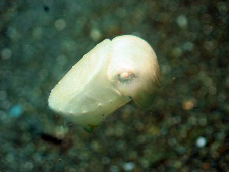 Taken at Lembeh Straits, Indonesia by Dennis Siau 