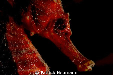 seahorse close up taken with Canon 400D/Hugyfot by Patrick Neumann 