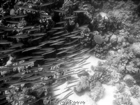 Baby barracuda. first time experimenting with black n white by Harvey Reeve 