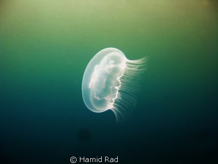 Jellyfish - Utila Island, Honduras / Canon G9 with Ikelit... by Hamid Rad 