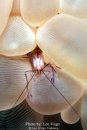 "Peeping Shrimp" Camera Set-up: Canon 450D, Canon 100mm m... by Leo Virgo Cabrera 