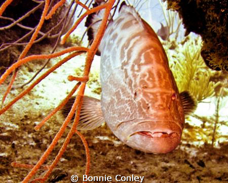 Grouper seen at Grand Bahamas May 2009.  Photo taken with... by Bonnie Conley 