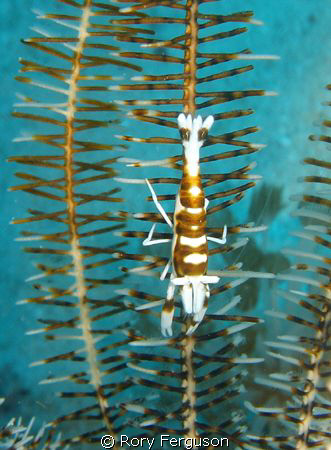 crinoid shrimp found on house reef maumere bay,Flores by Rory Ferguson 
