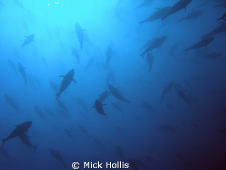 shoal of tuna by Mick Hollis 
