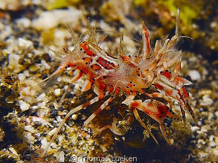 tiger shrimp found in Lembeh, D200 by Thomas Lueken 