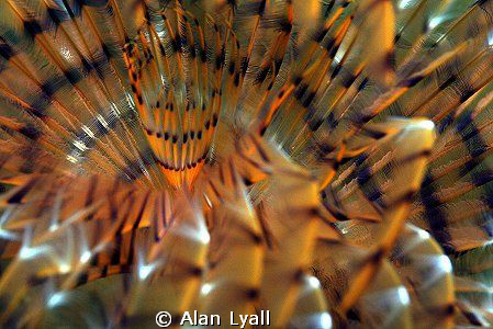 Sabella spallanzanii by Alan Lyall 