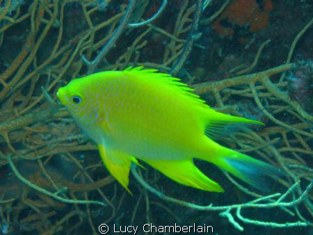A Golden Damsel Fish, photographed in Thailand, August 2008 by Lucy Chamberlain 