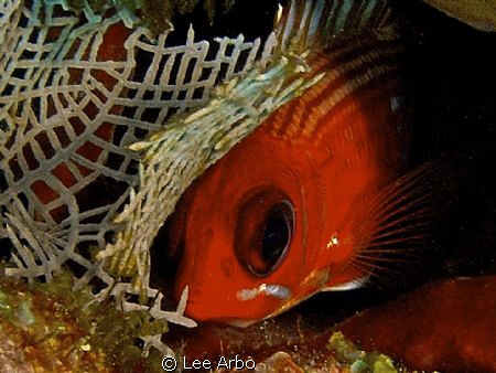 Sleeping squirrel fish wrapped in his blanket by Lee Arbo 