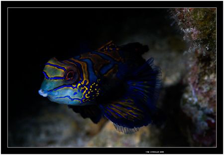 My first enconter with a madarinfish during day time Alor... by Yves Antoniazzo 