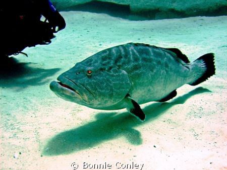 Grouper seen at Grand Bahamas May 2009.  Photo taken with... by Bonnie Conley 