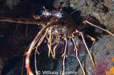 Palinurus elephas by Vittorio Durante 