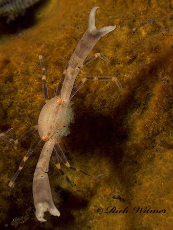 Reach for the Sky! Reef Crab with eggs. He thought this w... by Richard Witmer 