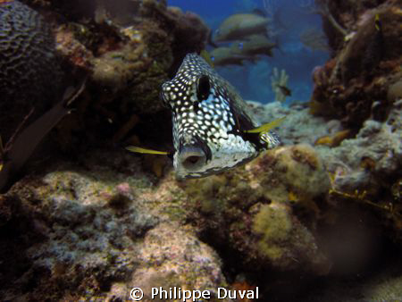 Truck fish taken in the marine park in Puerto morelos. by Philippe Duval 
