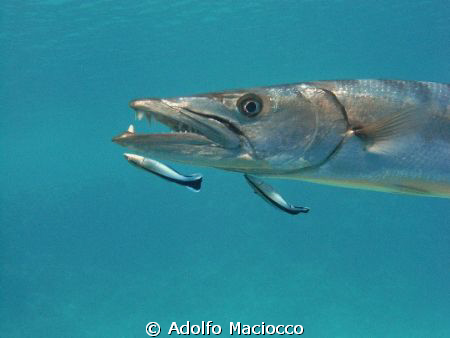 Dangerous jobs...
Great Barracuda (Sphyraena barracuda) ... by Adolfo Maciocco 