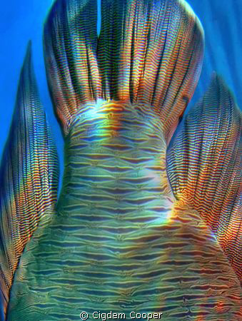 Abstract Napoleon fish by Cigdem Cooper 