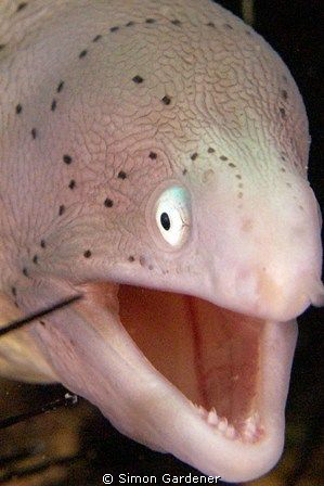 Geometric moray (siderea grisea) shot at musandam using n... by Simon Gardener 
