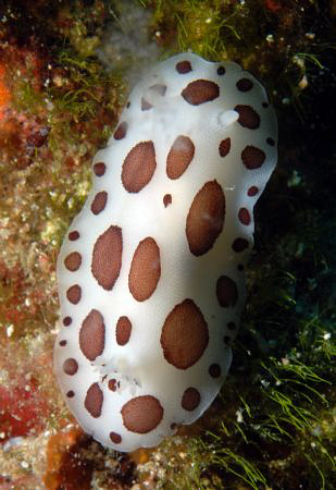 dalmatian leopard snail by Andy Kutsch 