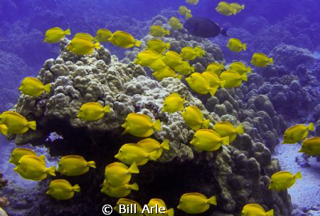 Big Island, Hawaii. Olympus SP 350. by Bill Arle 