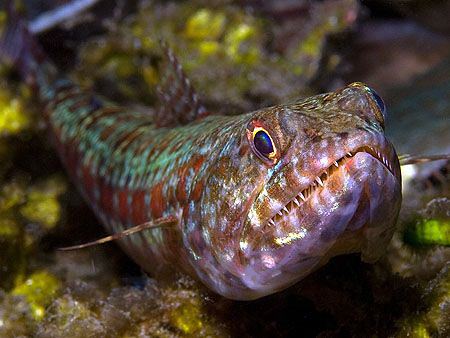 Lizardfish. East of Dili, East Timor. by Doug Anderson 