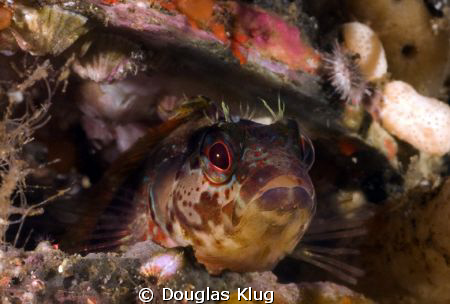 Home Sweet Home. An Island Kelpfish living in an old scal... by Douglas Klug 