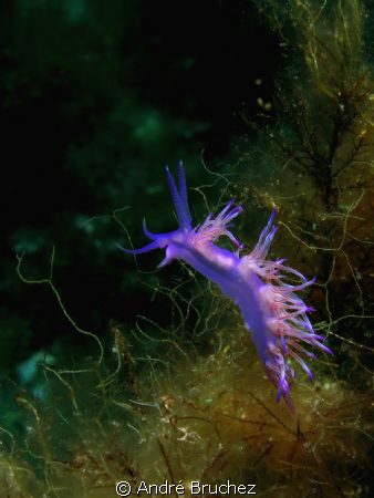 Flabelline, shootée en Corse non loin de Calvi. by André Bruchez 