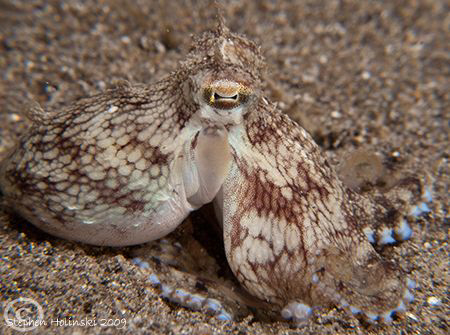 Octopus out of his burrow in Anilao.  Canon G10, Sea and ... by Stephen Holinski 