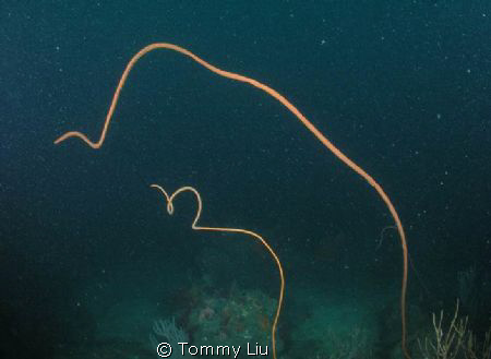 Sea whip mother said to son: I'll take care of you until ... by Tommy Liu 