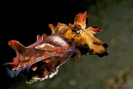 "In Flight" Caught this tiny flambo making his escape - i... by Debi Henshaw 