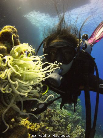Anemone & Diver by Adolfo Maciocco 