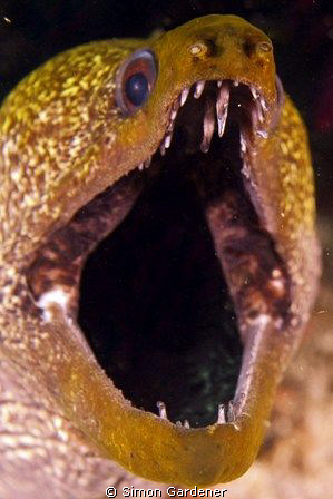 undulated moray ( Gymnothorax undulatus) shot at lima roc... by Simon Gardener 