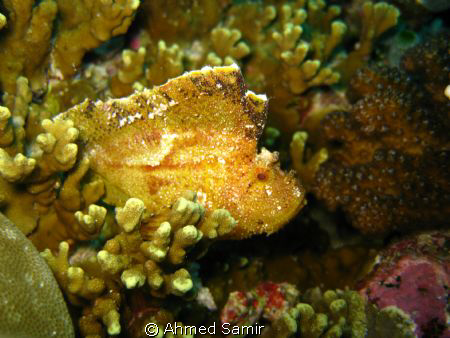 Leaf fish from Madivaru, Rasdhoo Atoll - Maldives. by Ahmed Samir 