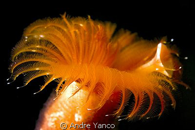 Let the sun shine in !  :)  I have encountered this tube ... by Andre Yanco 