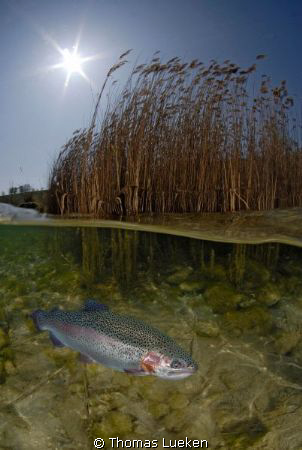 found in the Kreidesee; D200 by Thomas Lueken 