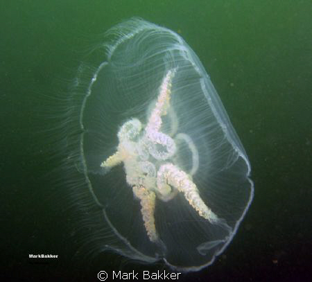 www.onderwaterfotografie.tk by Mark Bakker 