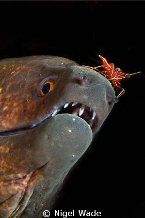 Hingebeak Shrimp balancing on the nose of a Moray.
Nikon... by Nigel Wade 