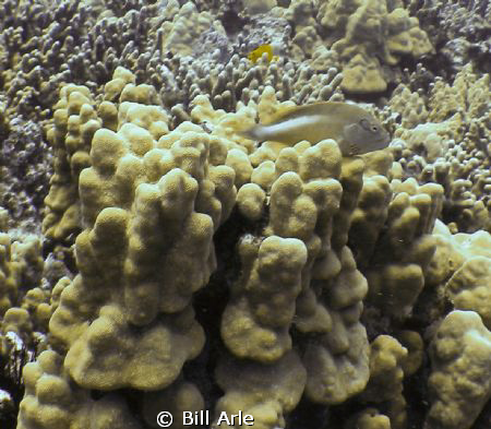 Big Island, Hawaii. by Bill Arle 