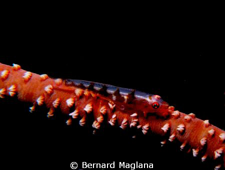 Coral Garden,Talikud Island, Davao by Bernard Maglana 